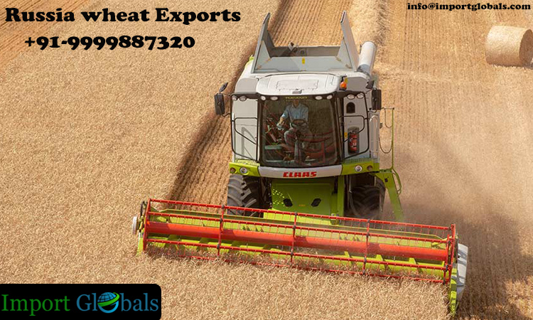 Russia wheat Exports Discloses an Estimated Downfall in the Upcoming Year 2022